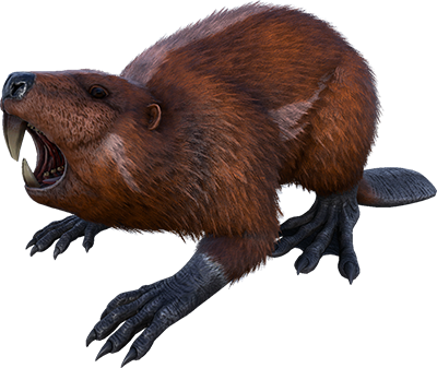 Кастороидес